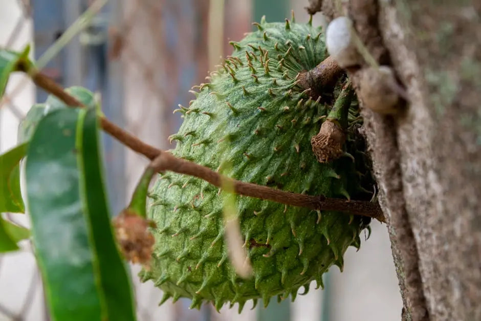 Benefits of Soursop Juice for Daily Health